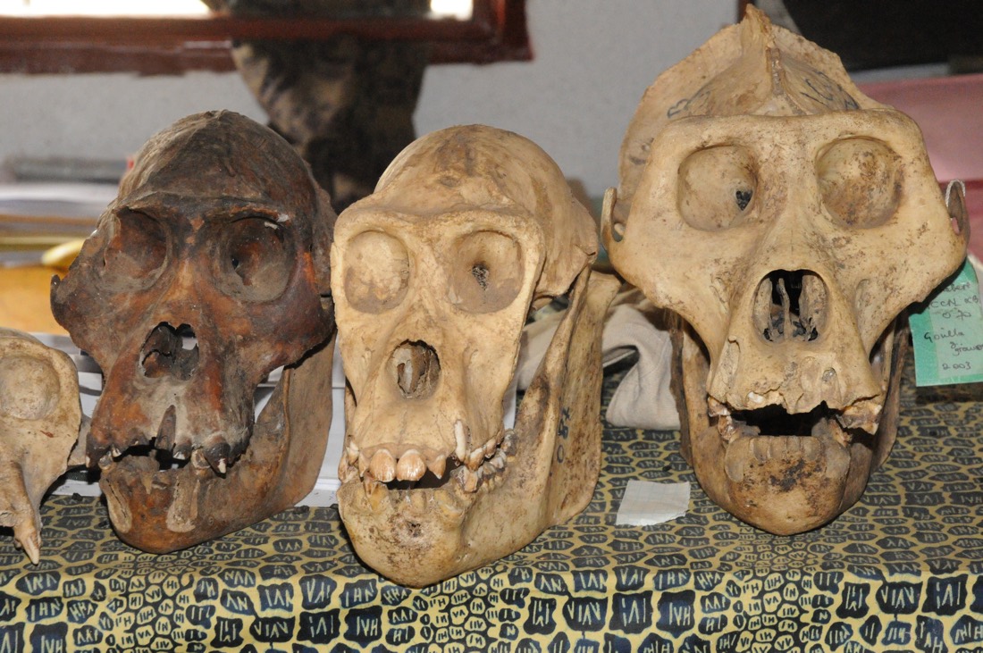 Bushmeat hunting and civil war in the Democratic Republic of Congo are major drivers of the collapse of the population of Grauer&rsquo;s gorillas, researchers say. Here, the skulls of poached Grauer&rsquo;s gorillas.