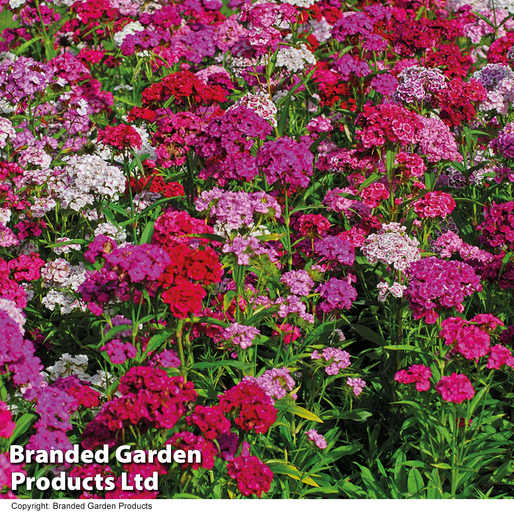 How to grow and care for sweet william Ideal Home