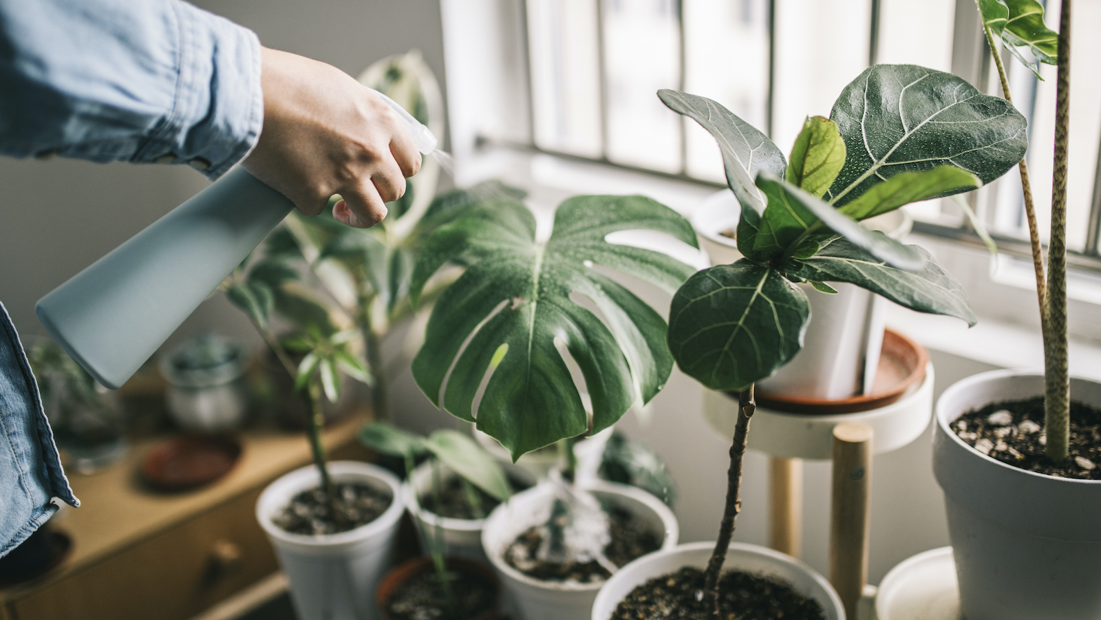 Are monstera plants toxic to pets? A plant pro weighs in Real Homes