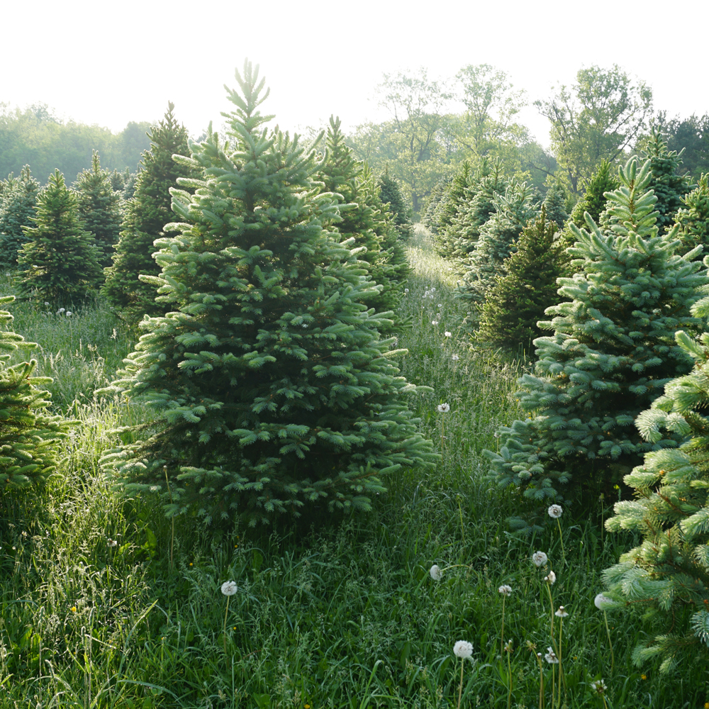 Retailers warn of a Christmas tree shortage this December Ideal Home