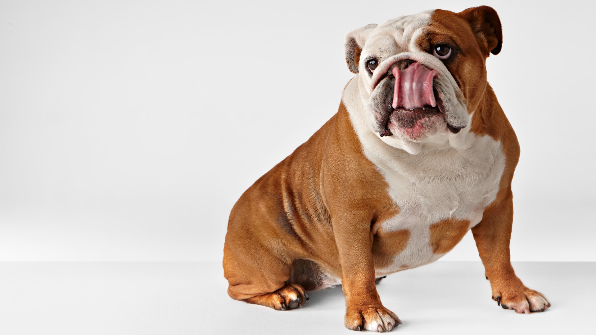 Why do dogs lick their butts? 4 reasons and how to stop it PetsRadar