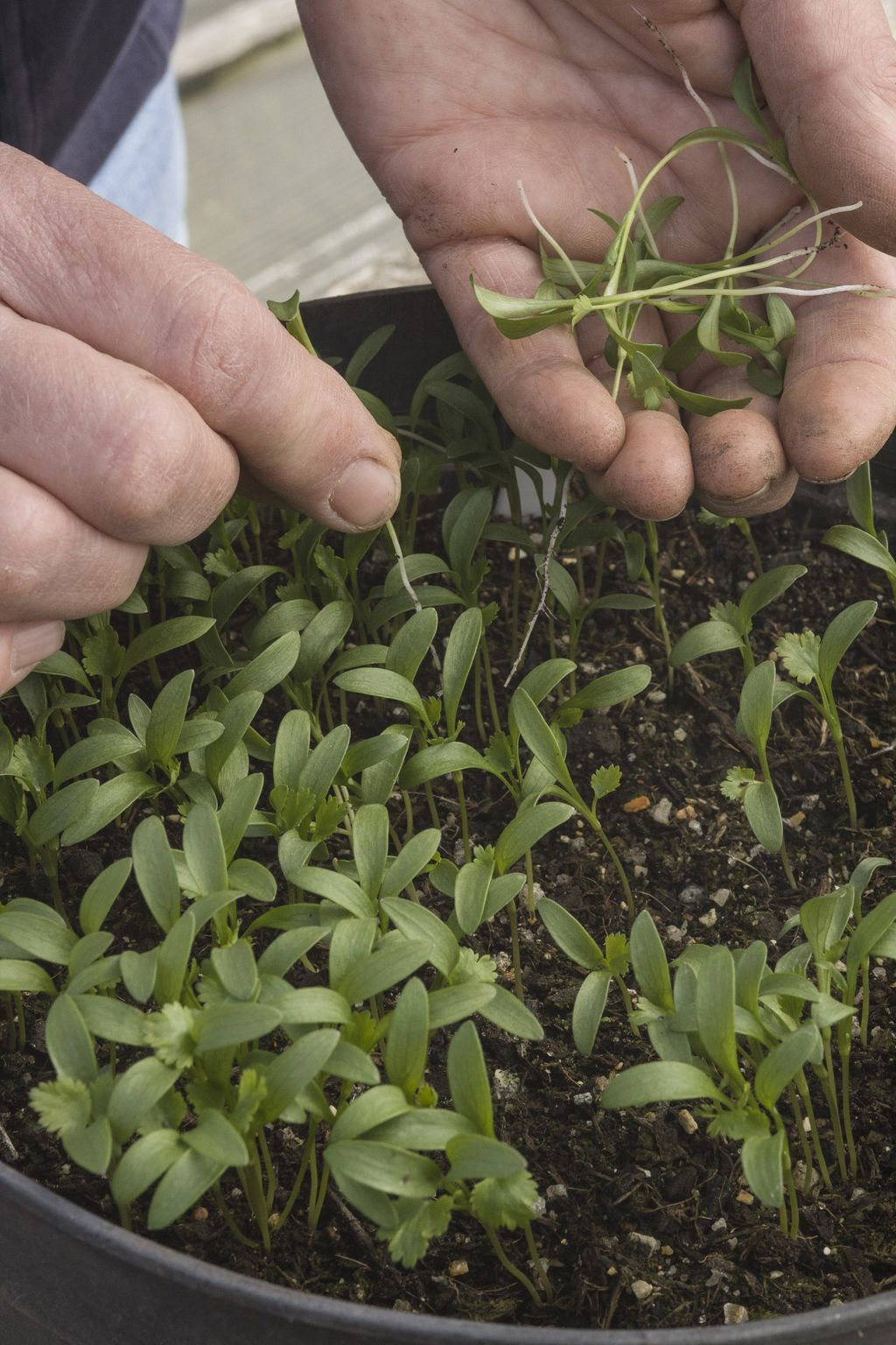 How to grow cilantro tips on sowing, growing and harvesting this