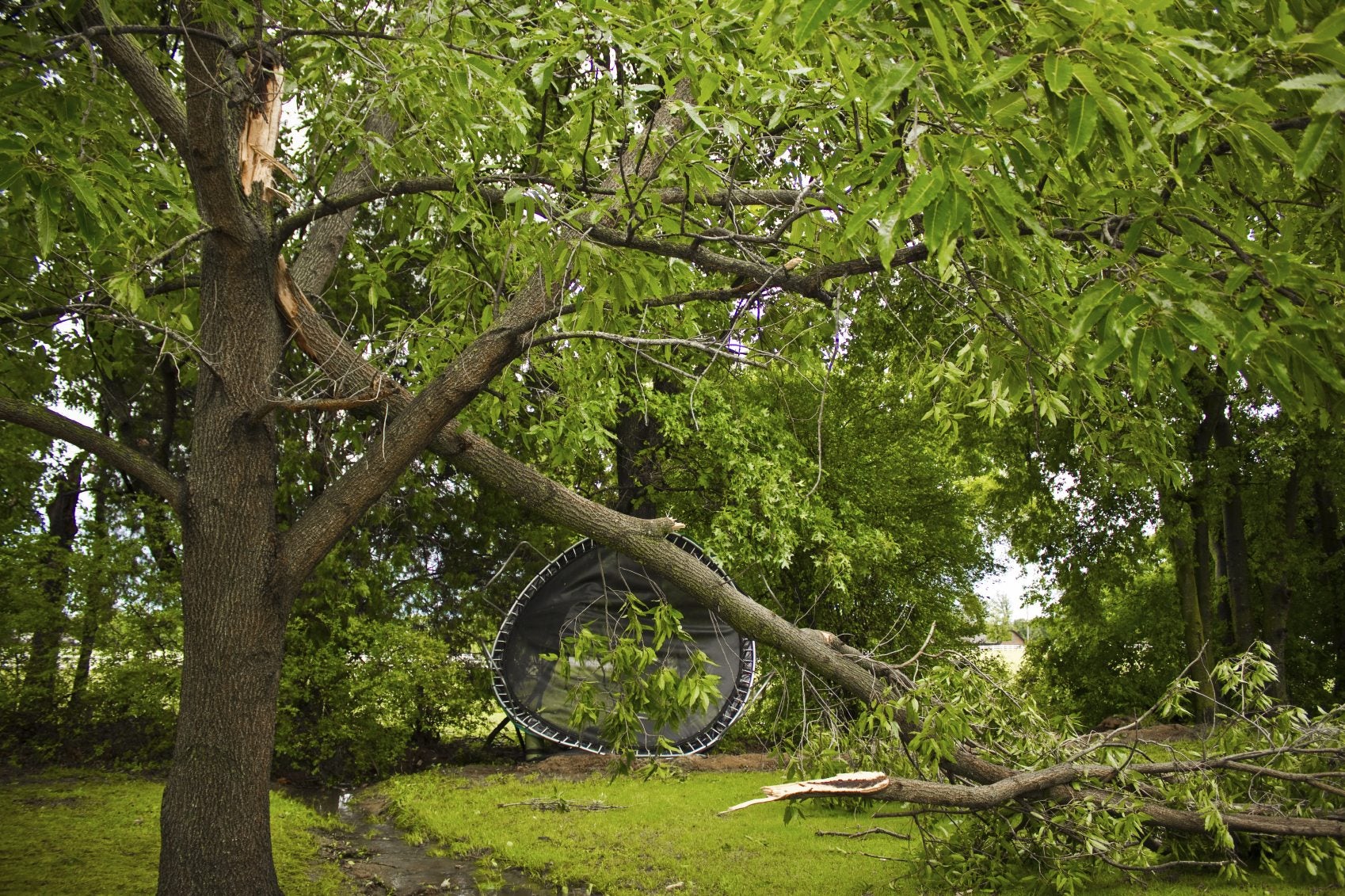 Preventing Damage From Wind Dealing With Wind Damage To Plants And