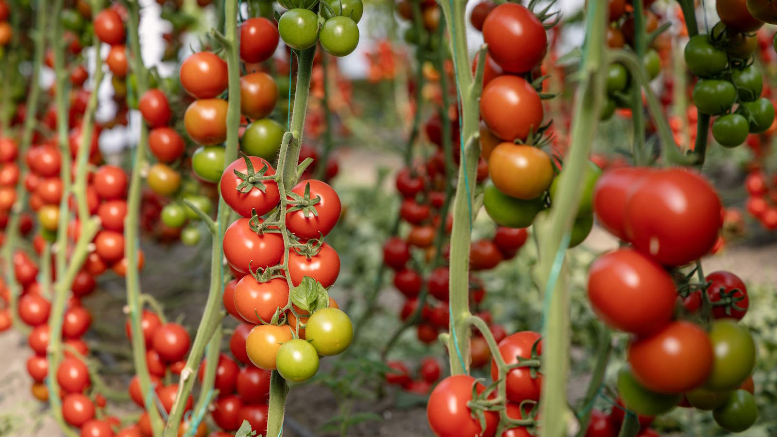How to increase tomato yields 10 reliable and…