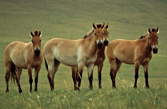 Przewalski�s horses. They are the last surviving type of wild horse, once declared extinct in the wild. A recent study shows they are the closest relatives to domestic horses.