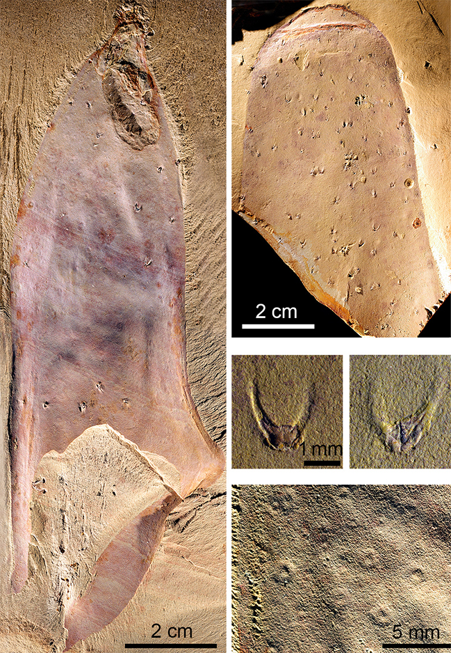 A. nuda&rsquo;s tubular body was studded with spines, and doughnut-shaped scars mark where spines once grew