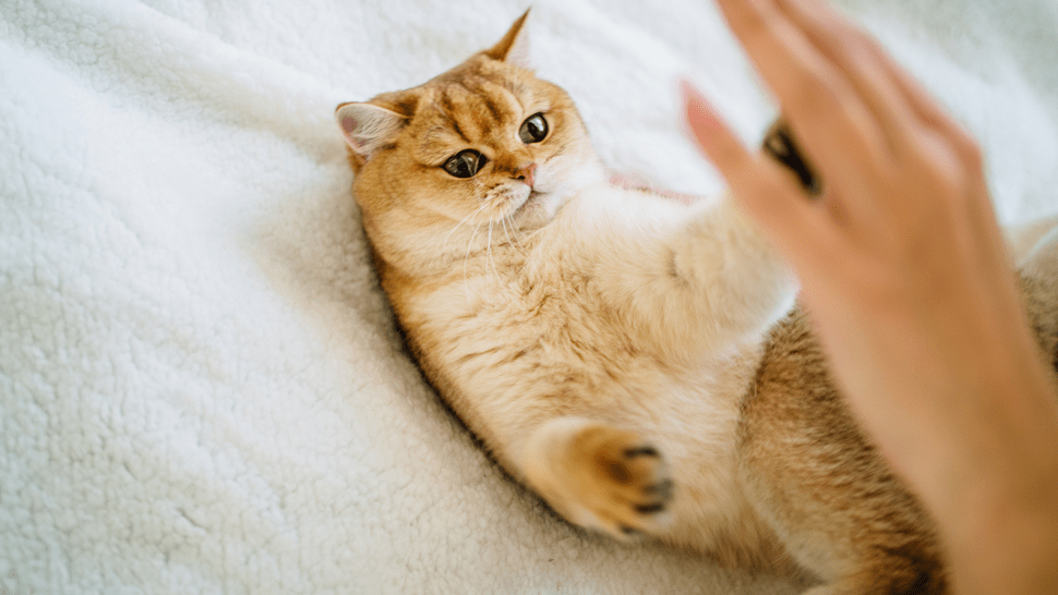Expert reveals how to teach a cat a trick (we can’t believe how simple