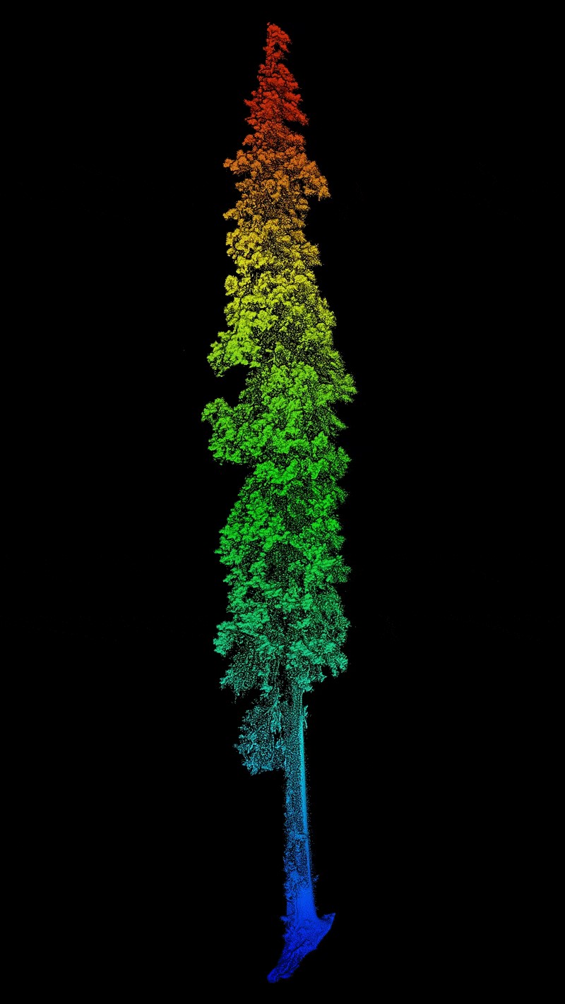 3D model showing the tallest tree in Asia on a black background
