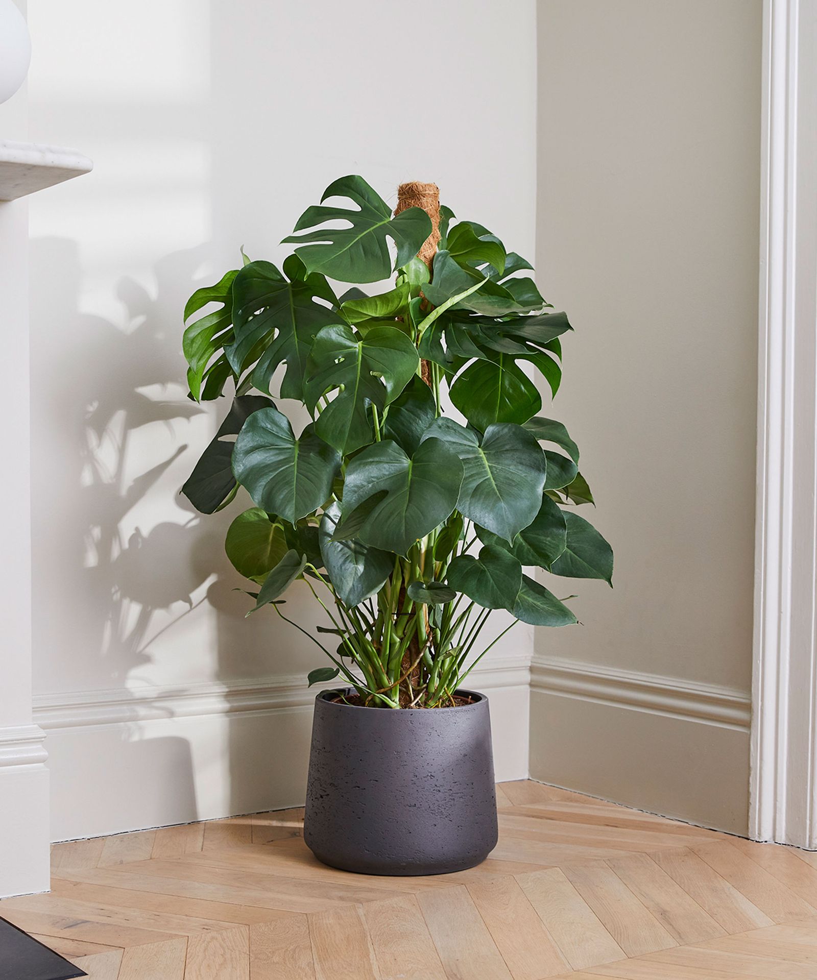 Swiss cheese plant care and growing tips expert plant advice