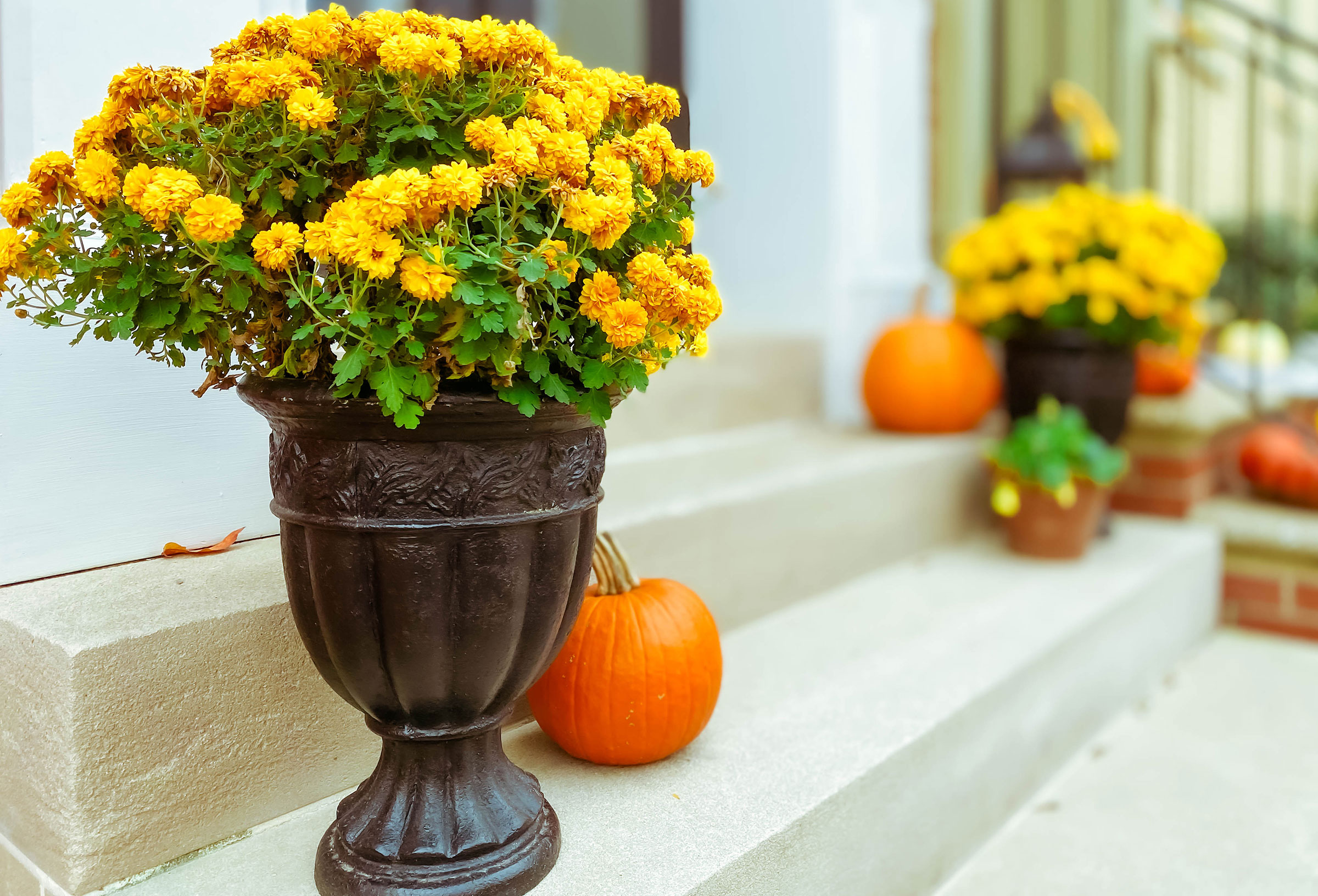 7 festive ways to decorate with mums for fall Real Homes