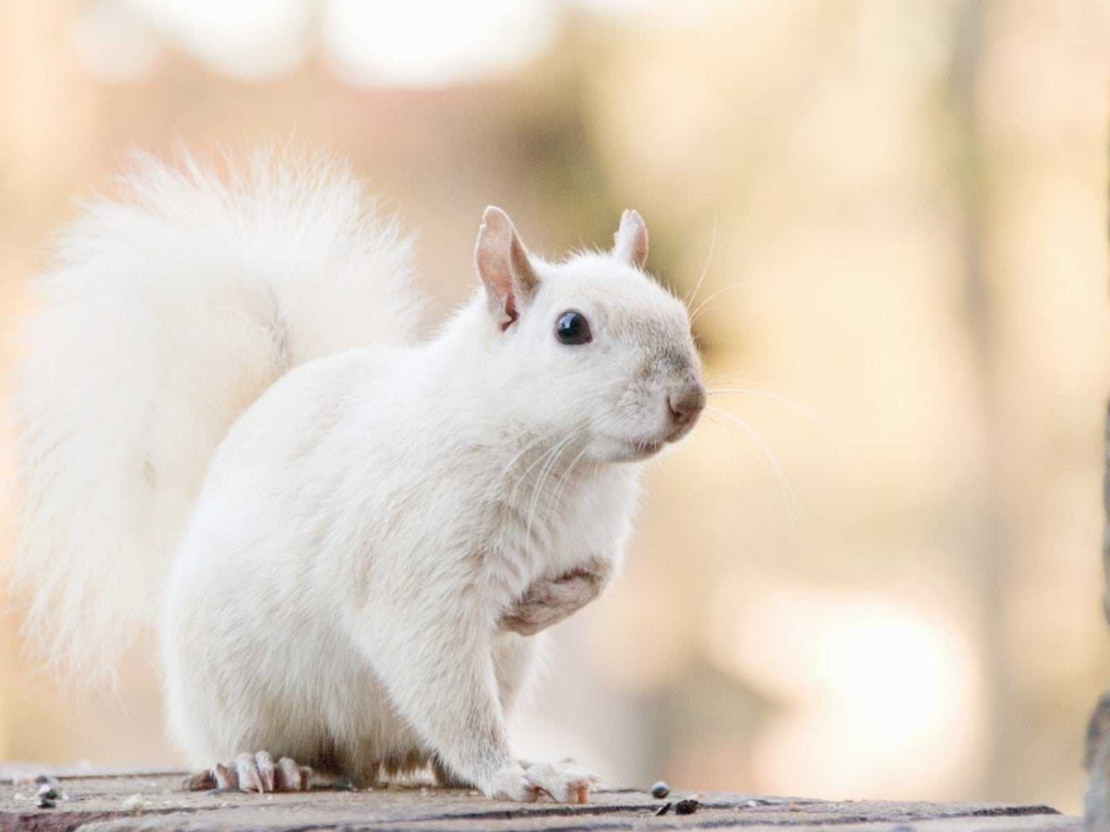 Not All White Squirrels Are Albinos Learn Why Some Squirrels Are