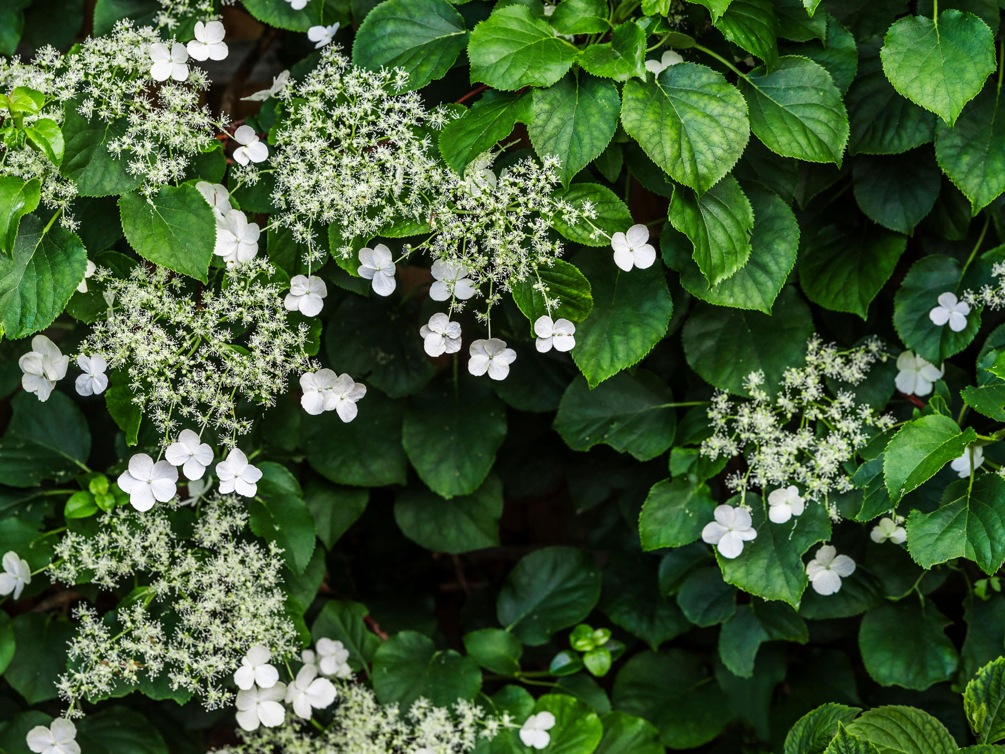 10 climbing plants for shady corners that also give…