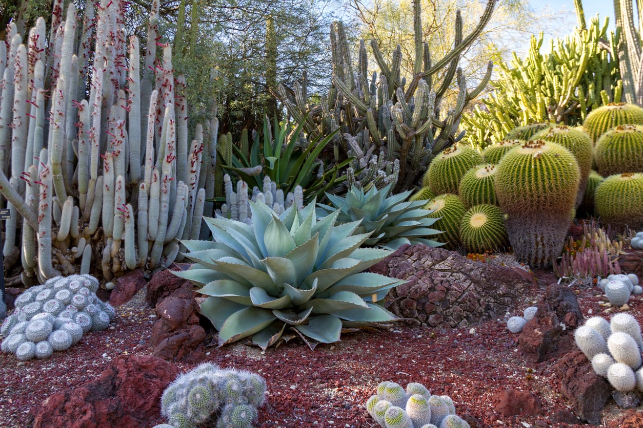 Desert Garden Ideas Tips For Southwest Landscaping And Outdoor Design