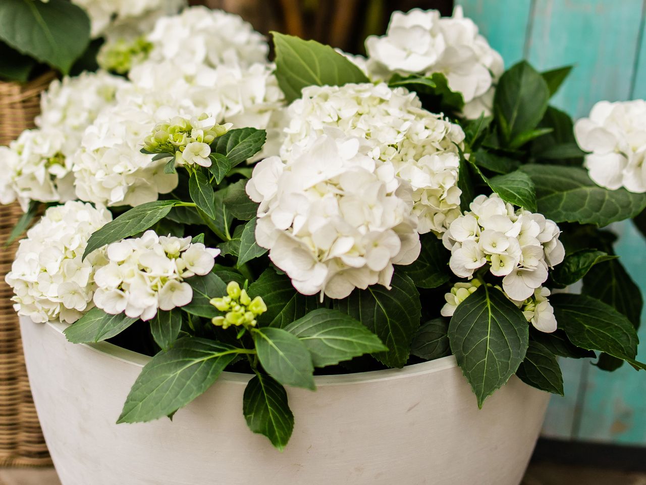 Hydrangea Shade Plants — 6 Varieties That Thrive in Less Light Livingetc