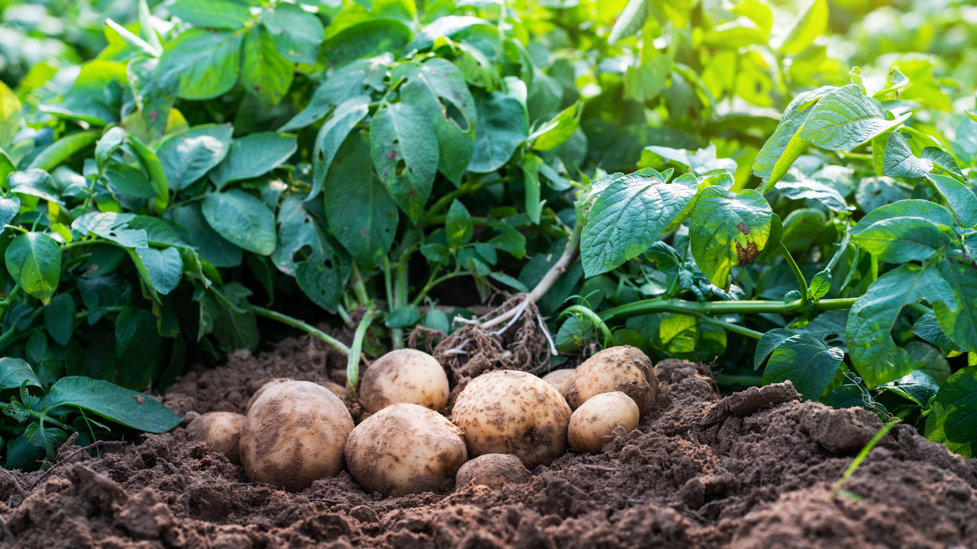 How long does it take to grow potatoes? Ideal Home