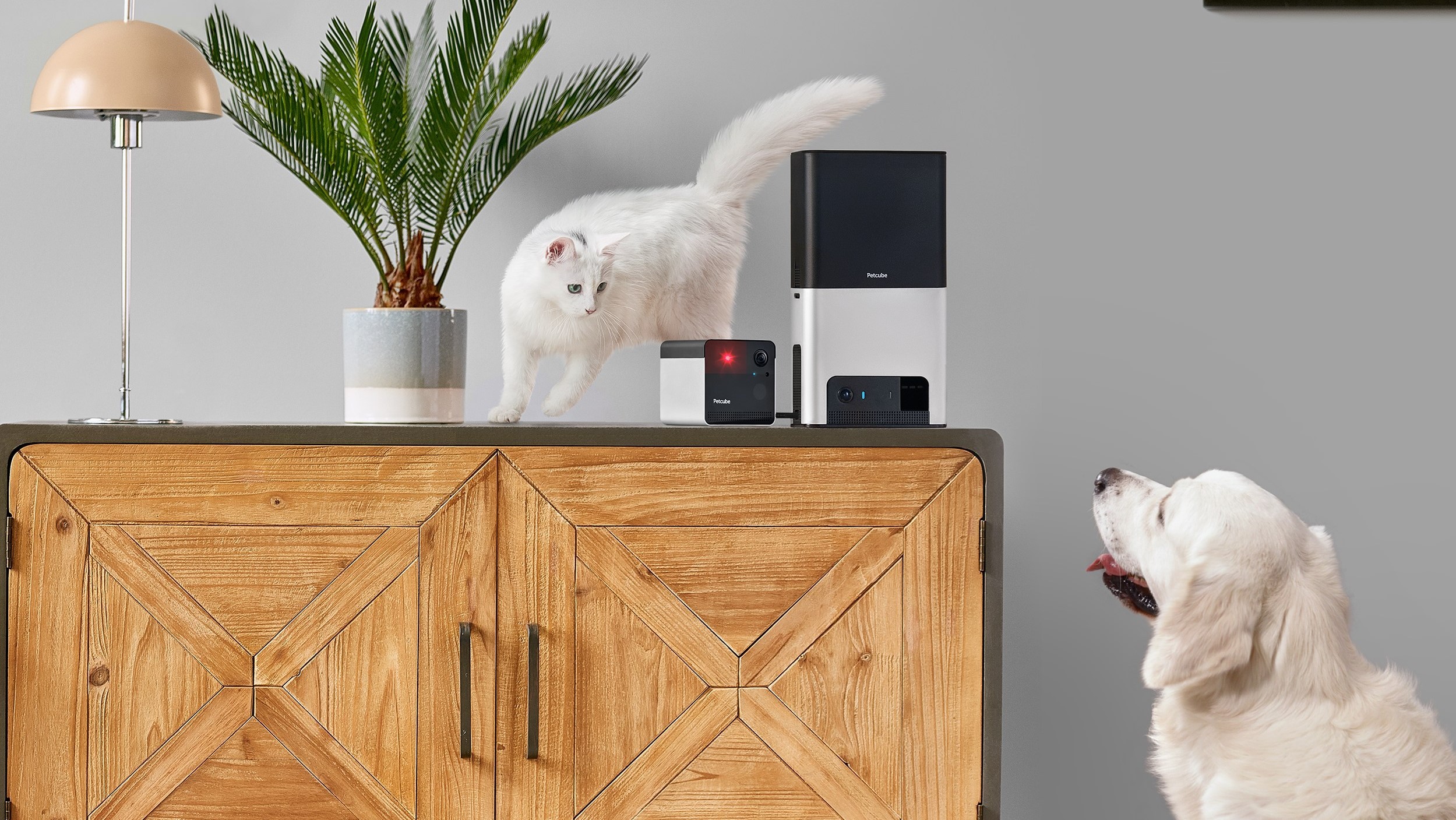 The best pet cameras smart cameras to keep an eye on your furry