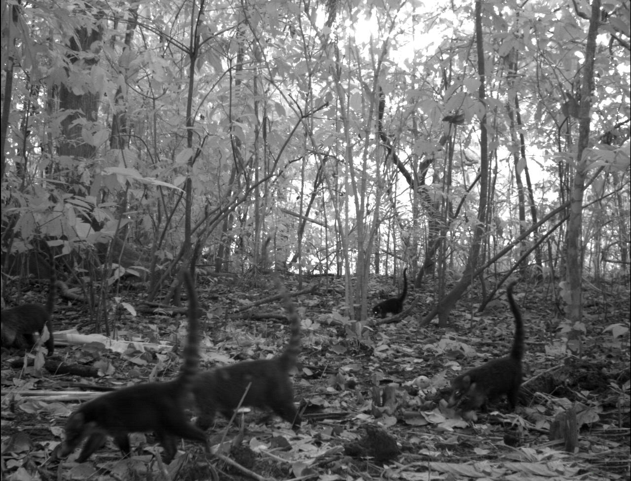 white-tailed coati in costa rica