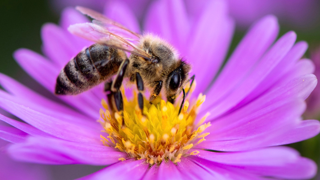 Top 10 Plants for Honeybees Gardening Know How