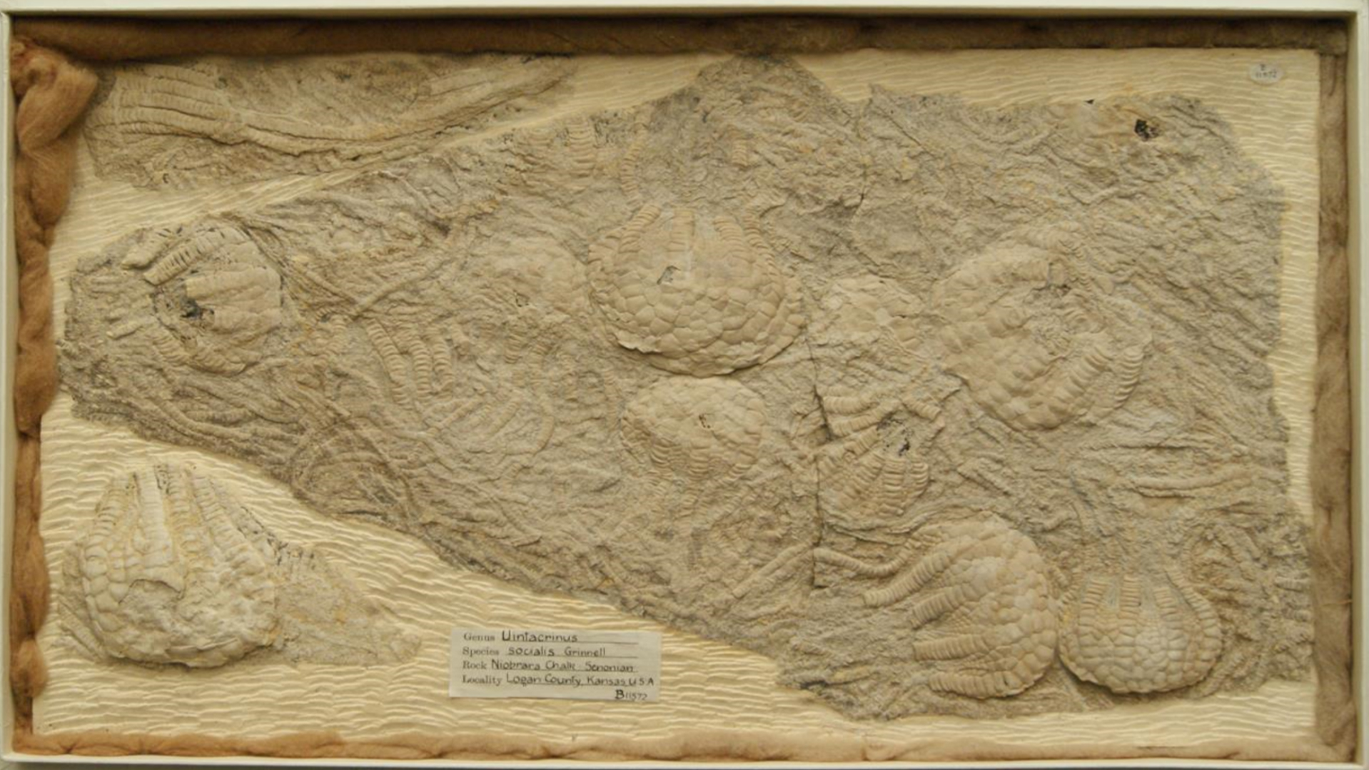 Fossils of the Cretaceous crinoid Uintacrinus socialis are preserved in a slab held in the collection of the Sedgwick Museum of Earth Sciences in Cambridge, UK.