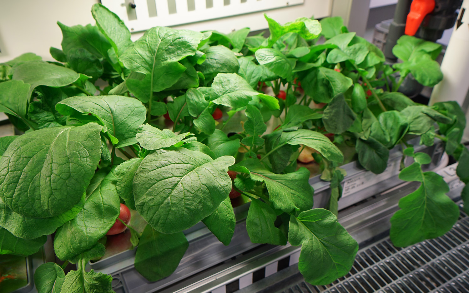 Scientists grew 70 radishes inside the Antarctic greenhouse.