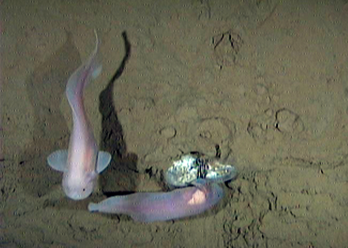 Kermadec Trench snailfish