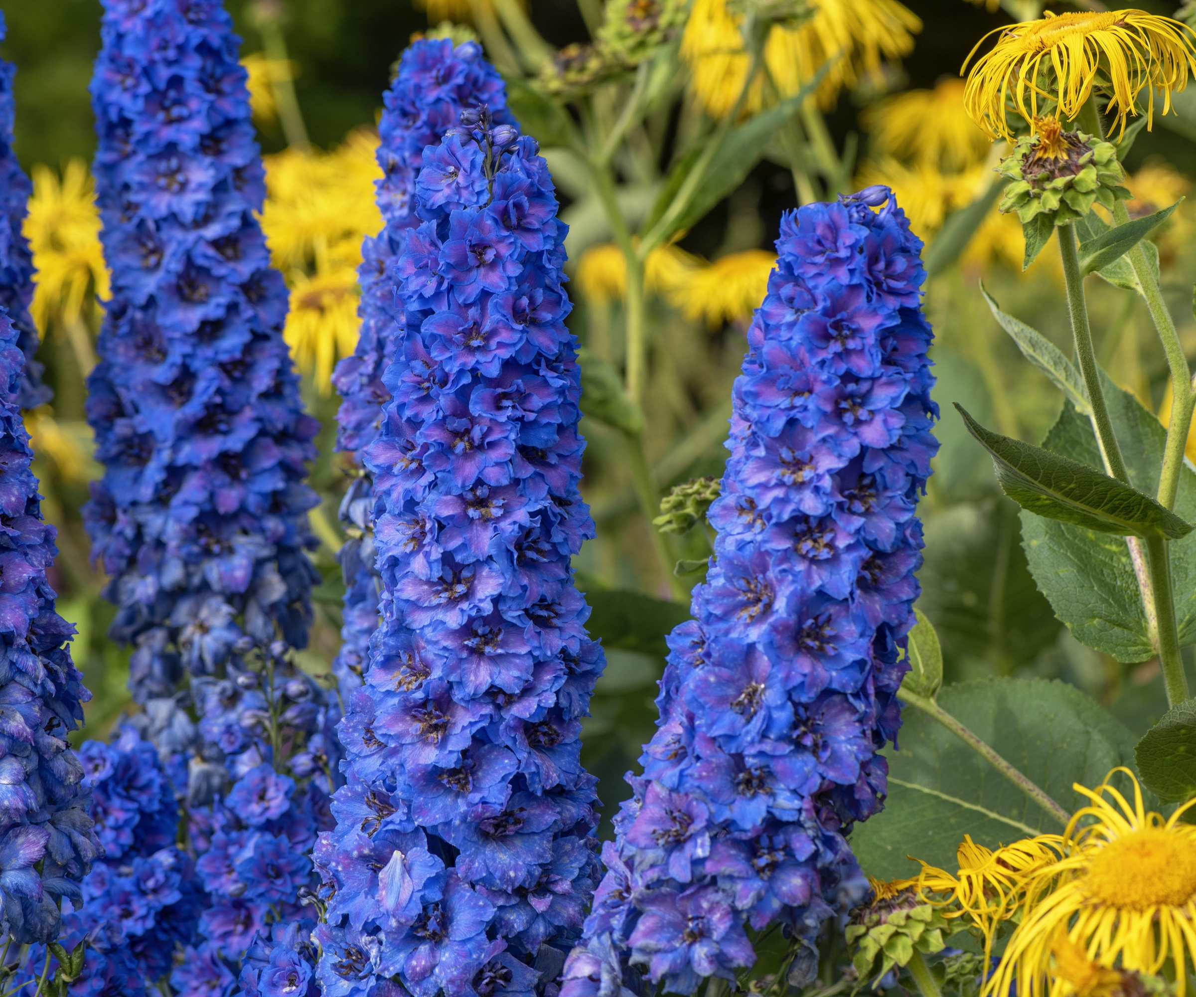 How to care for delphinium plants for longlasting flowers Homes
