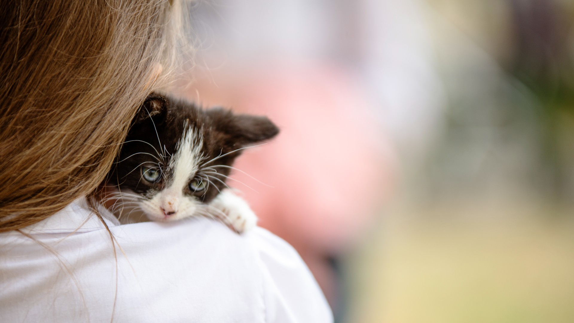 What is fading kitten syndrome and should you be concerned? PetsRadar