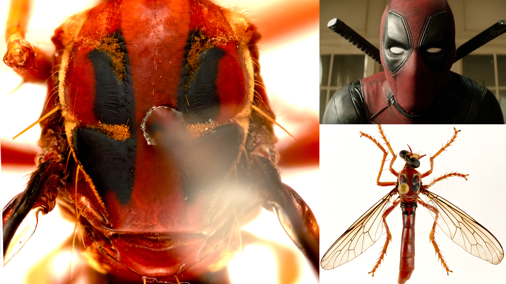 A new fly named for Marvel�s Deadpool