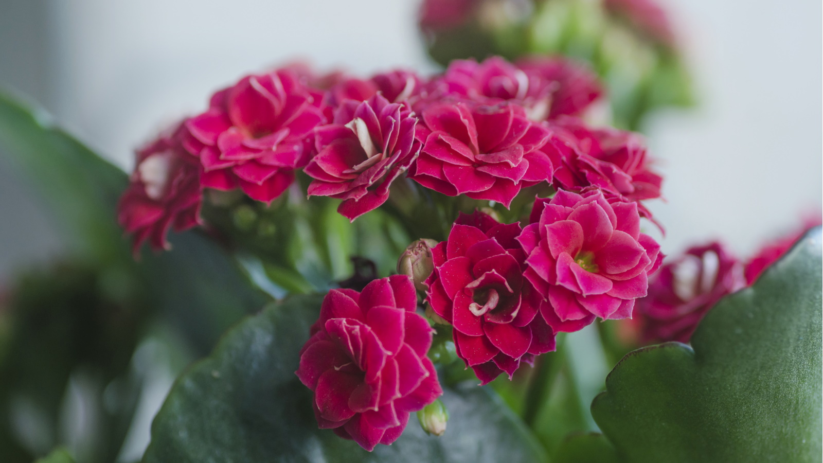 When do kalanchoes flower? Homes & Gardens