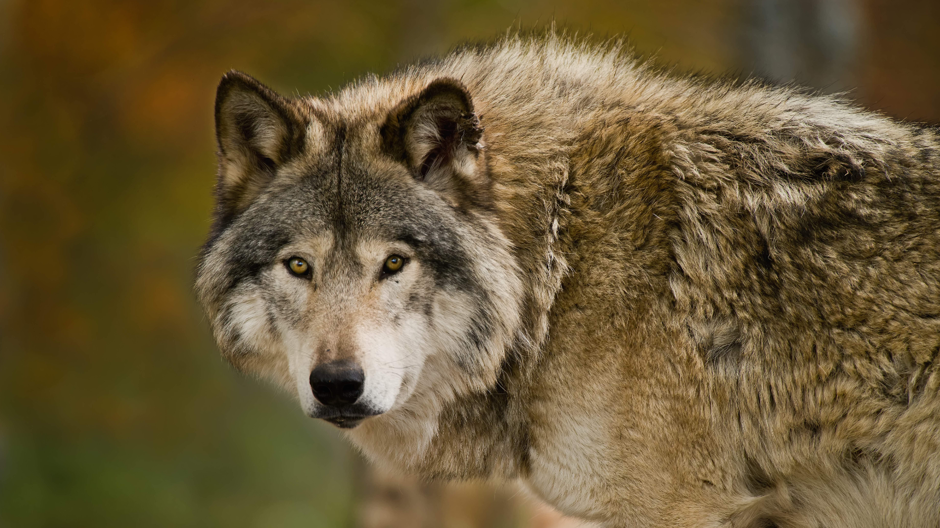 What to do if you encounter a wolf Advnture