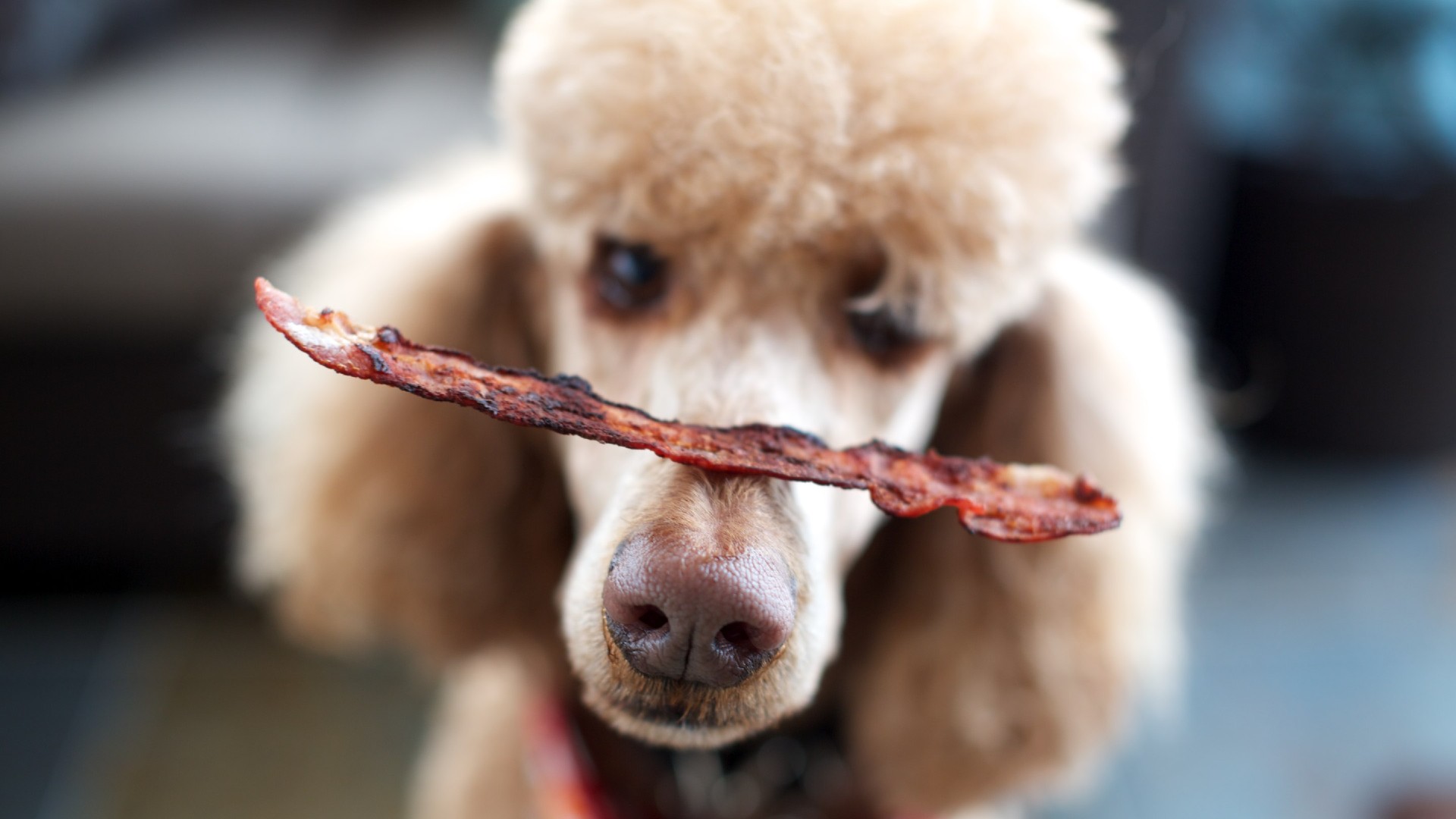Can dogs eat pork? Dietary advice and feeding tips PetsRadar