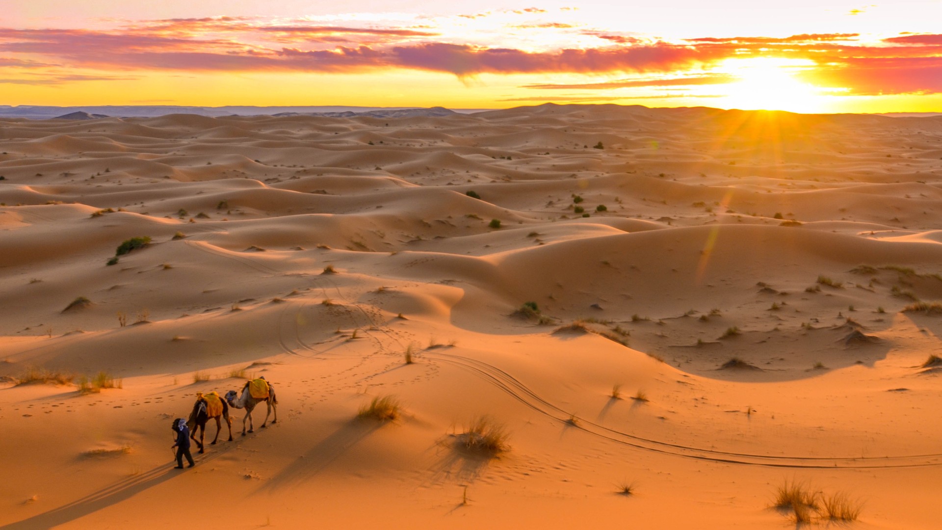 Here we see a beautiful sunset over desert. In the foreground there is a person leading two camels.