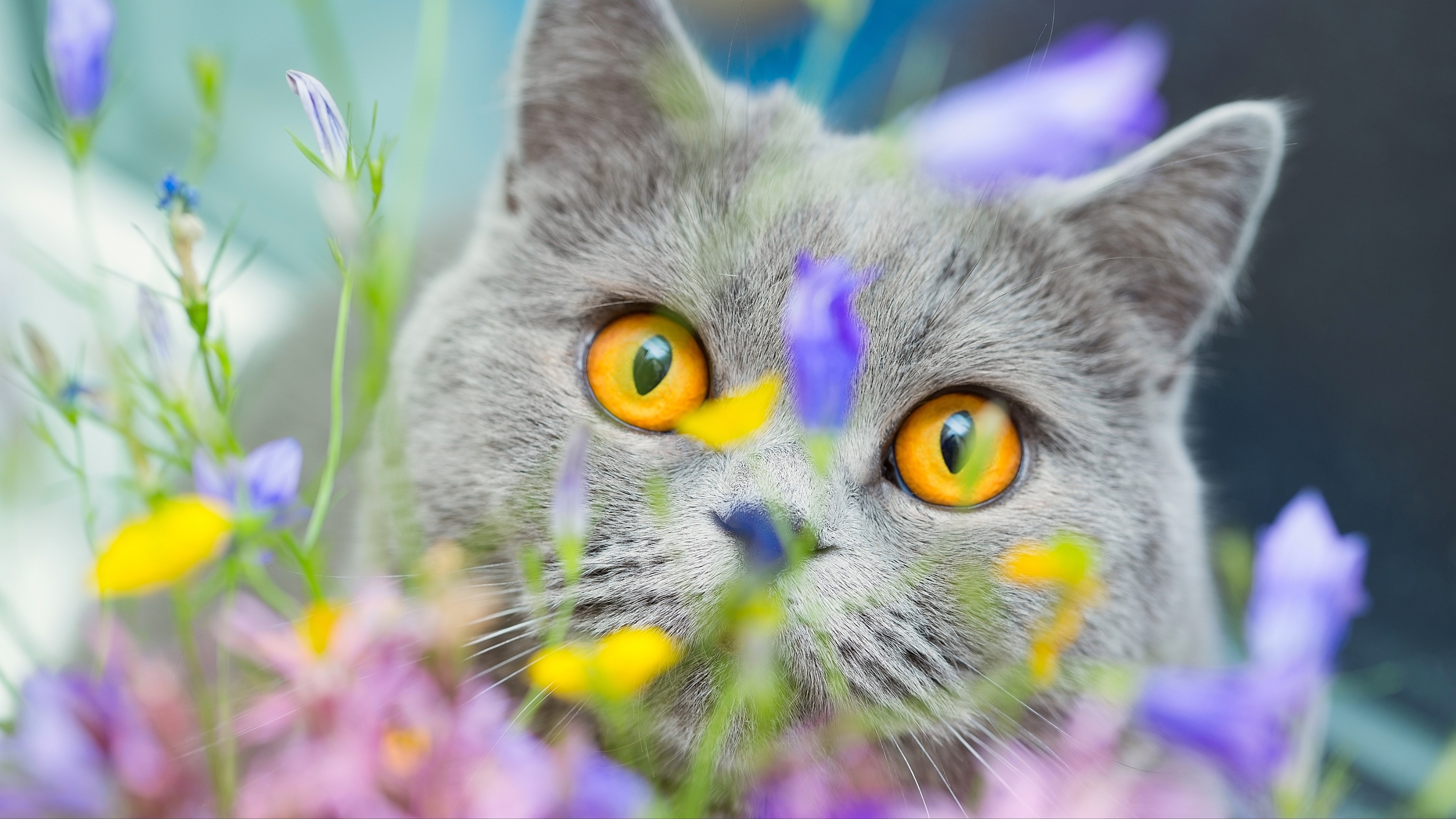 What colors can cats see A vet reveals the answer…