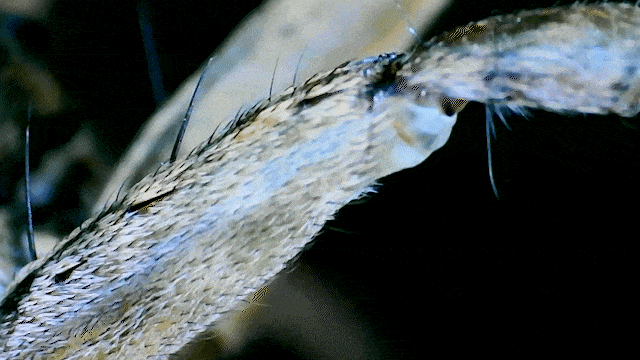 The wolf spiders leg joint is close by a single flexor muscle and opened using hydraulic pressure.