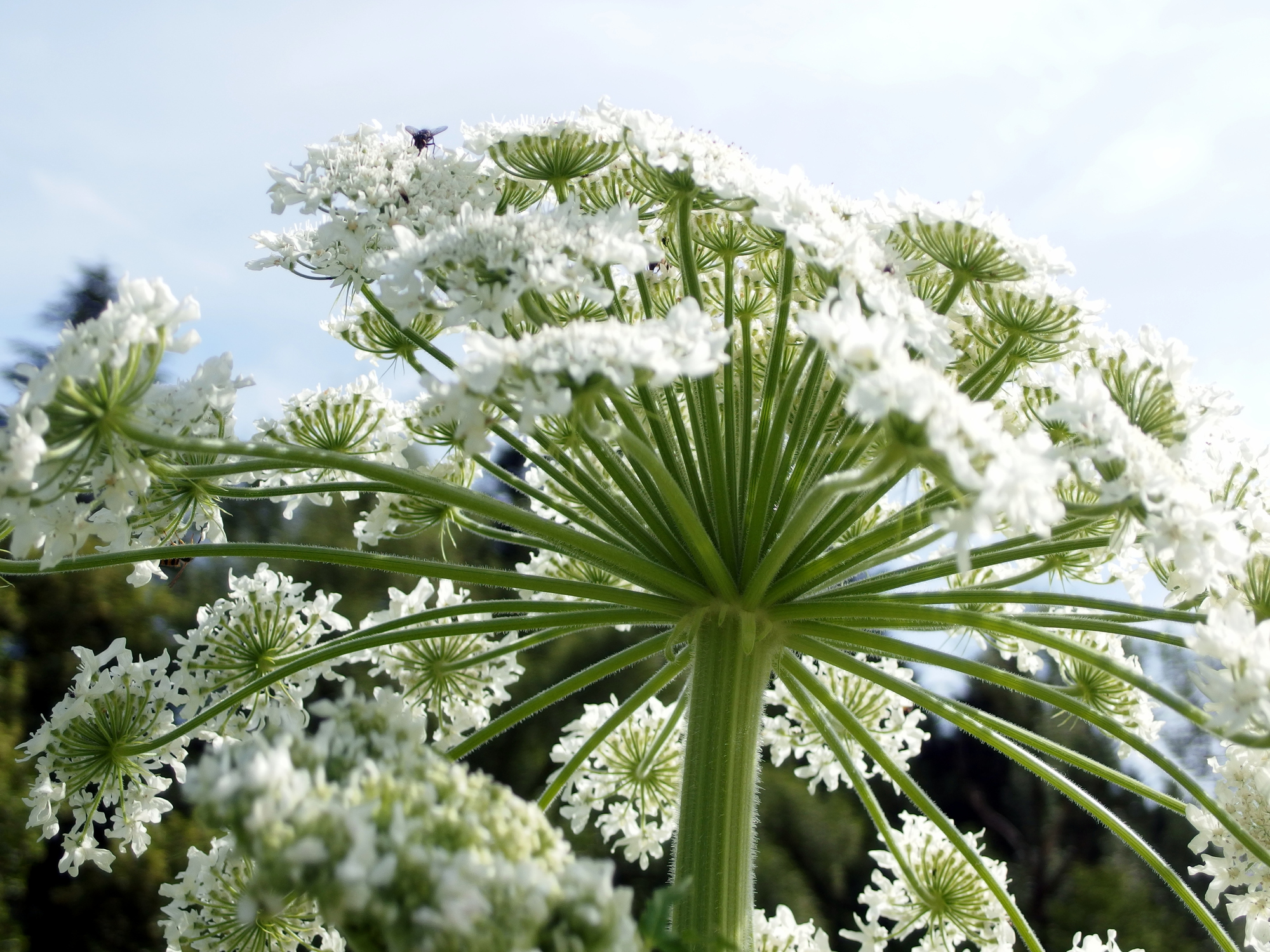 How To Get Rid Of Cow Parsley All About Cow Photos