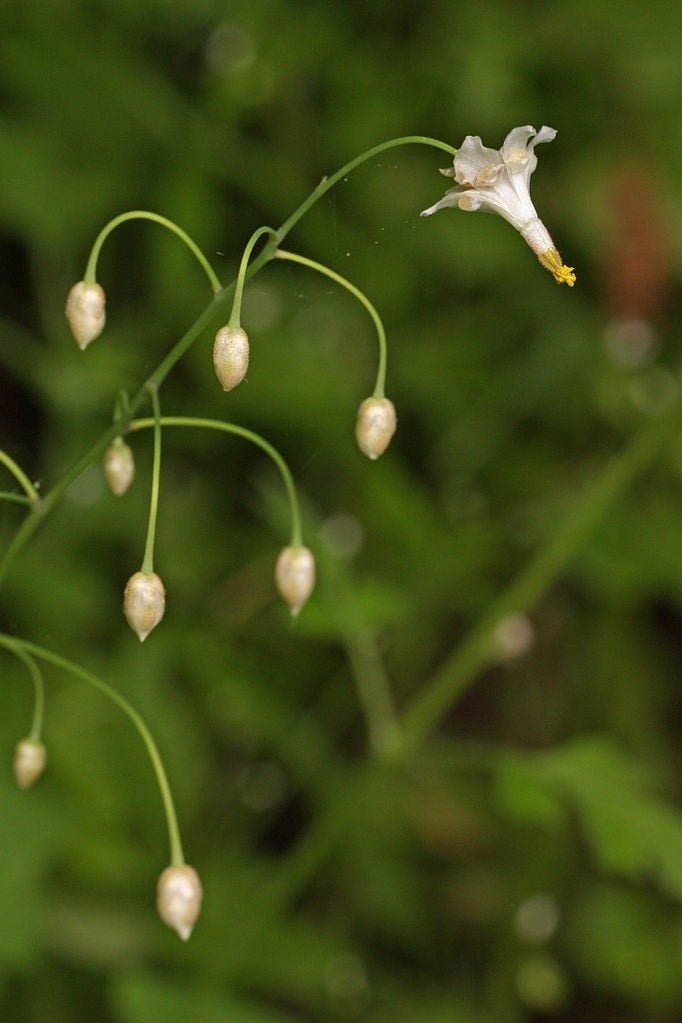 What Are InsideOut Flowers Care Of InsideOut Flower In The Garden