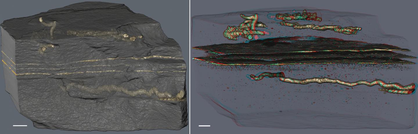 The tubes in the sample are filled with pyrite crystals, which are generated by the transformation by bacteria of biological tissue. The parallel horizontal layers are fossilized microbial mats.
