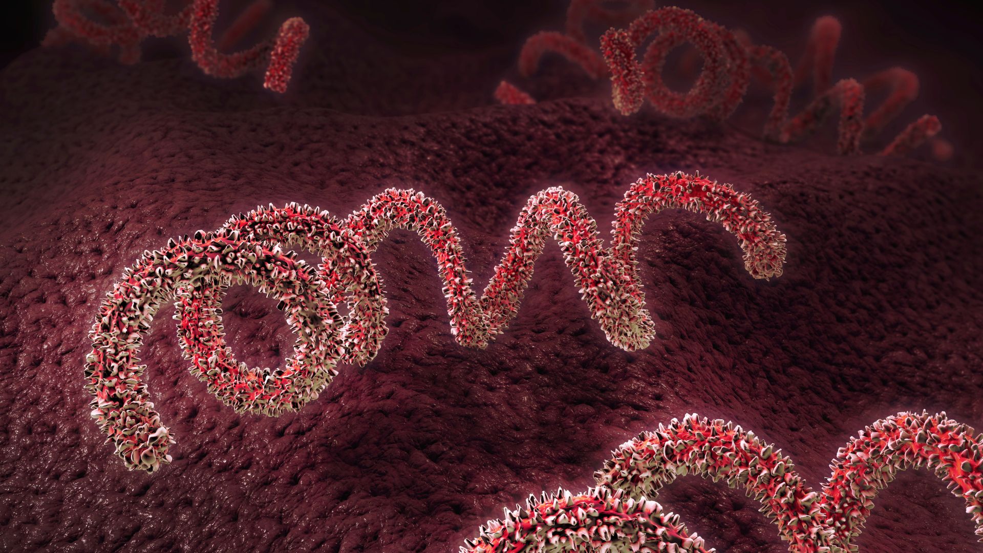 illustration of the spiral shaped bacteria that cause syphilis