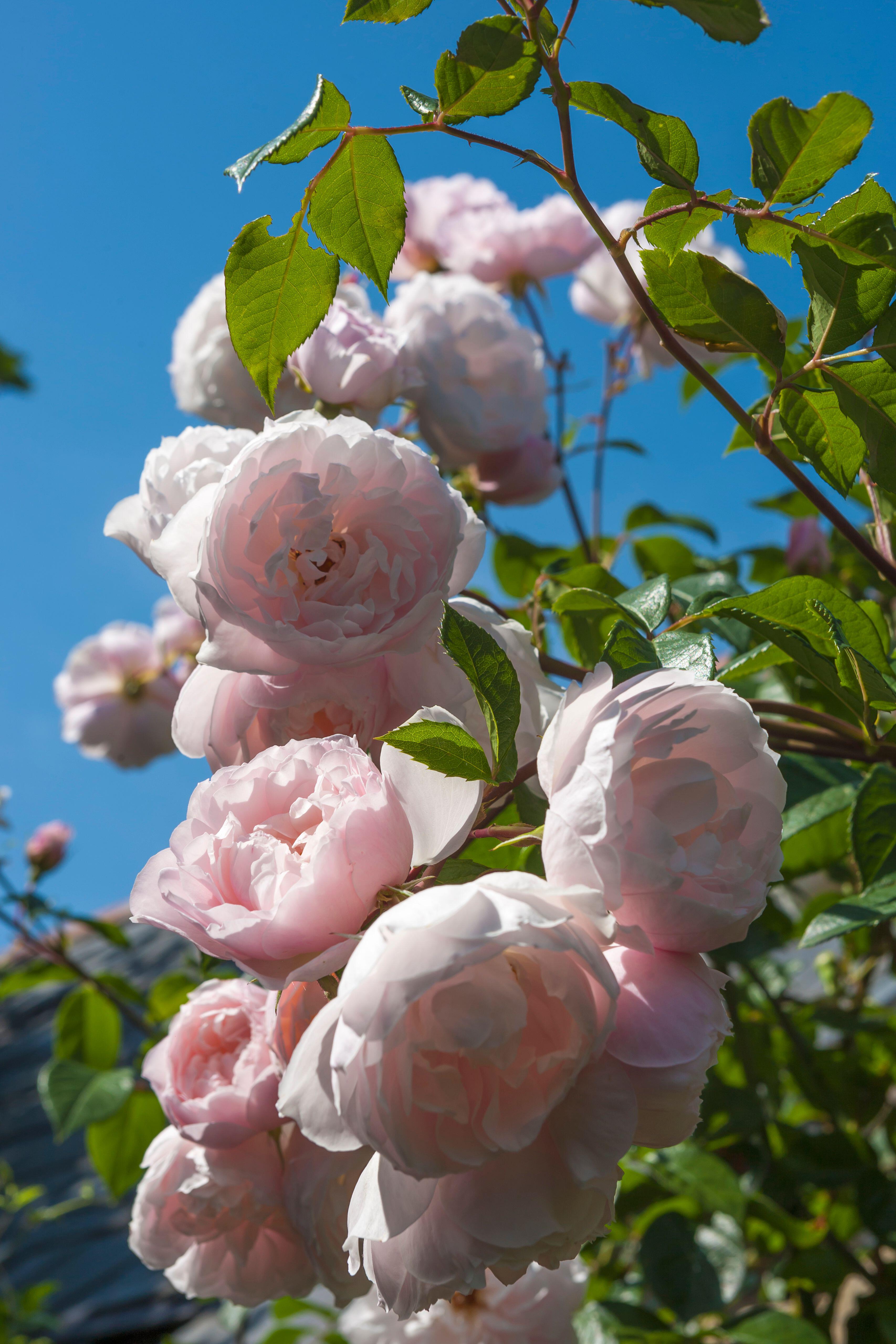 Best climbing plants 10 best climbers for your back yard Homes & Gardens