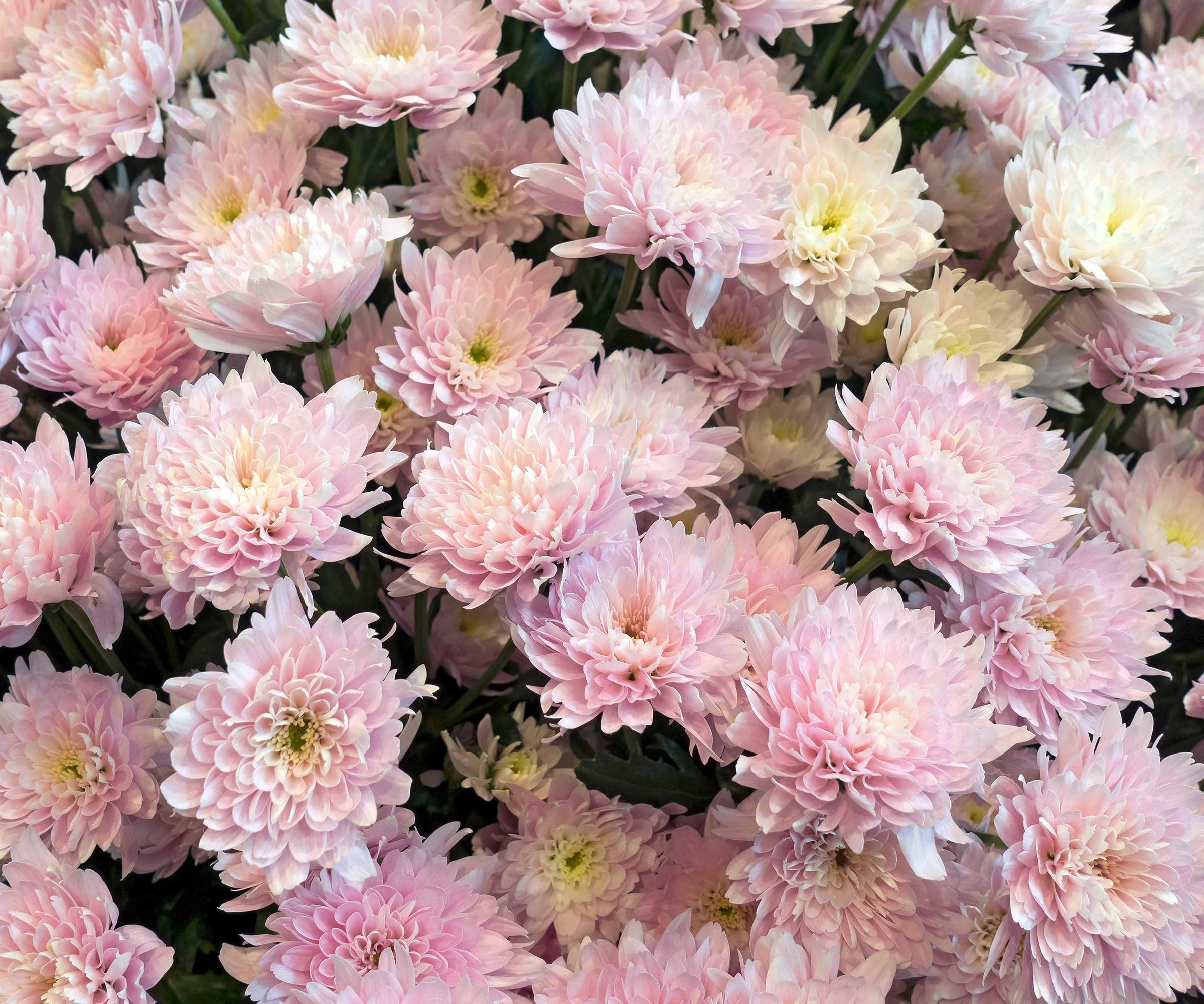 How to propagate chrysanthemums to grow more for free Homes & Gardens