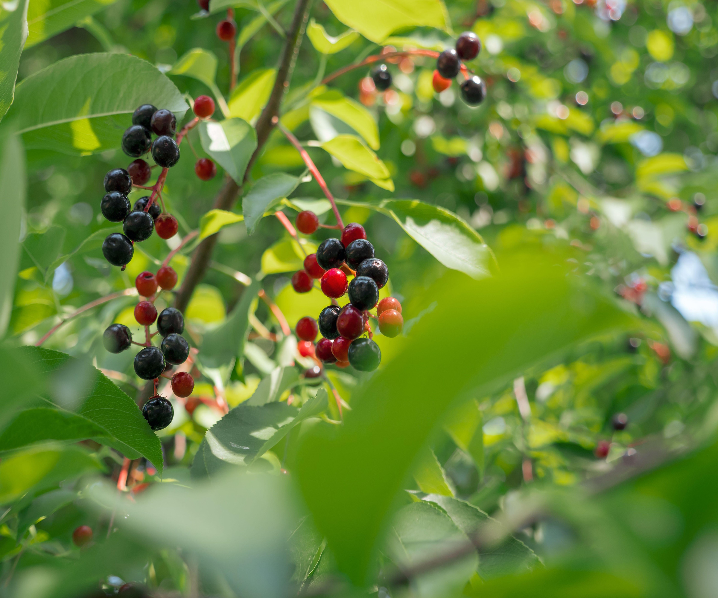 Best trees for wildlife 10 varieties to provide food,…