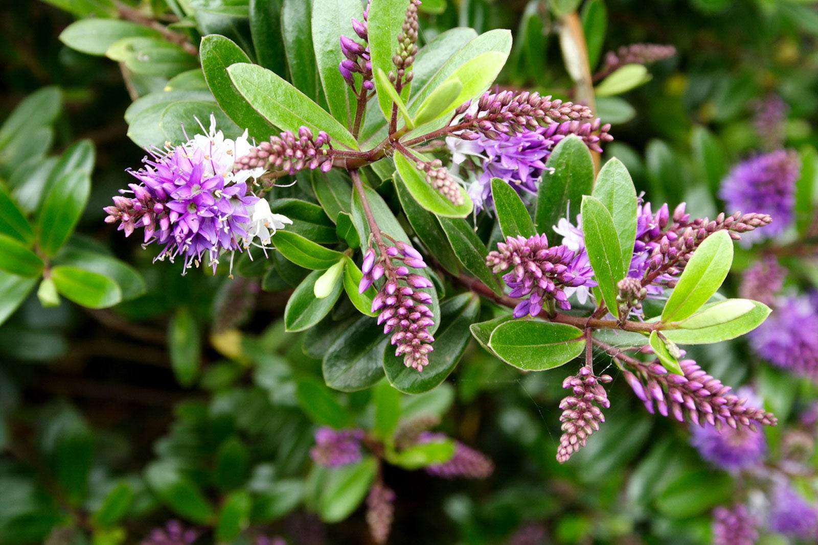 Hebe Shrubs: Growing And Planting Hebe In The Garden | Gardening Know How