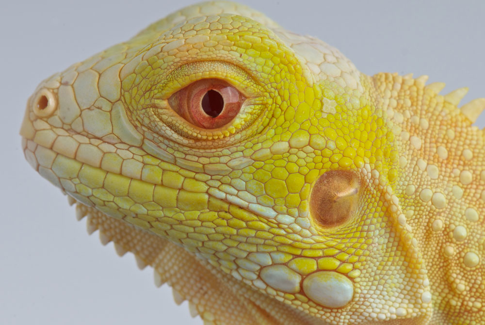 albino Iguana