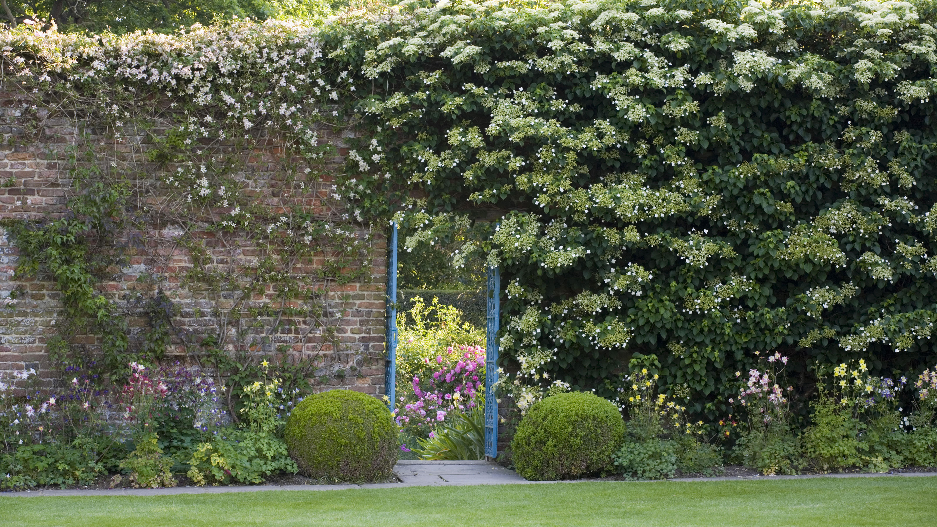 Plants for north facing walls 11 picks for a shady boundary GardeningEtc