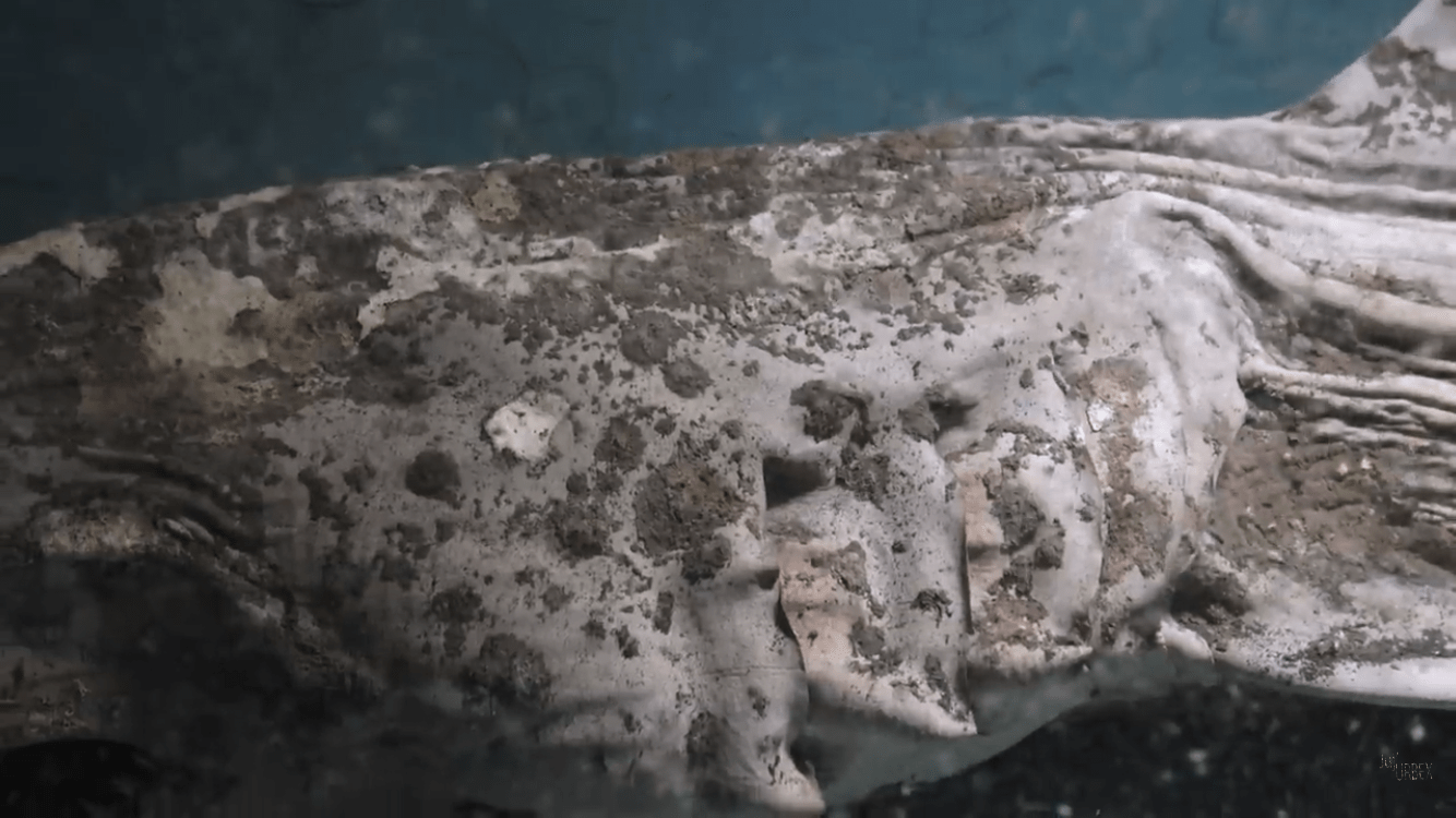 A close-up shot of the sharks gills .