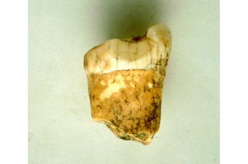 The neanderthal�s first molar from which the clues were found.