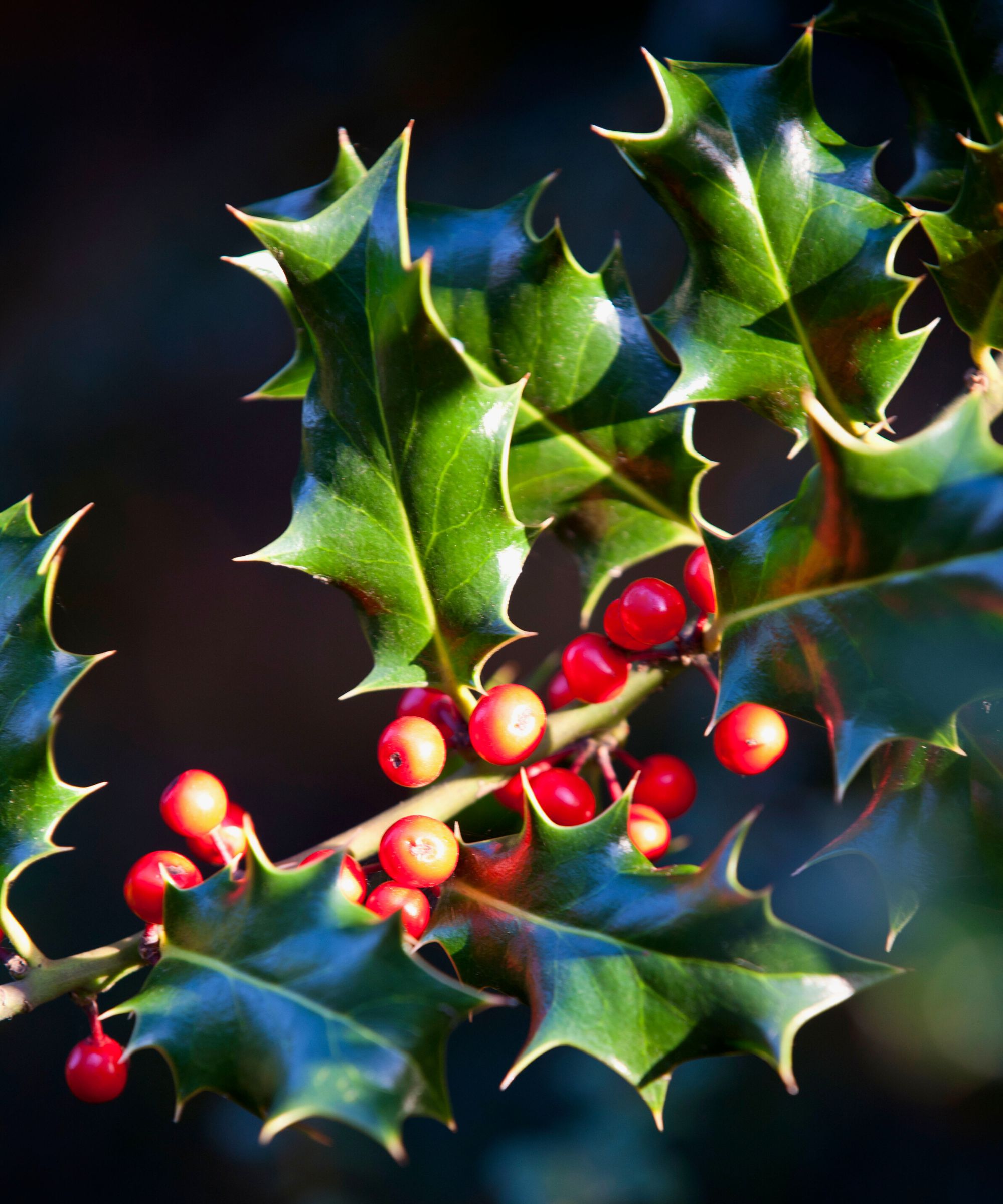 When to prune holly bushes to keep this festive bush in check Homes