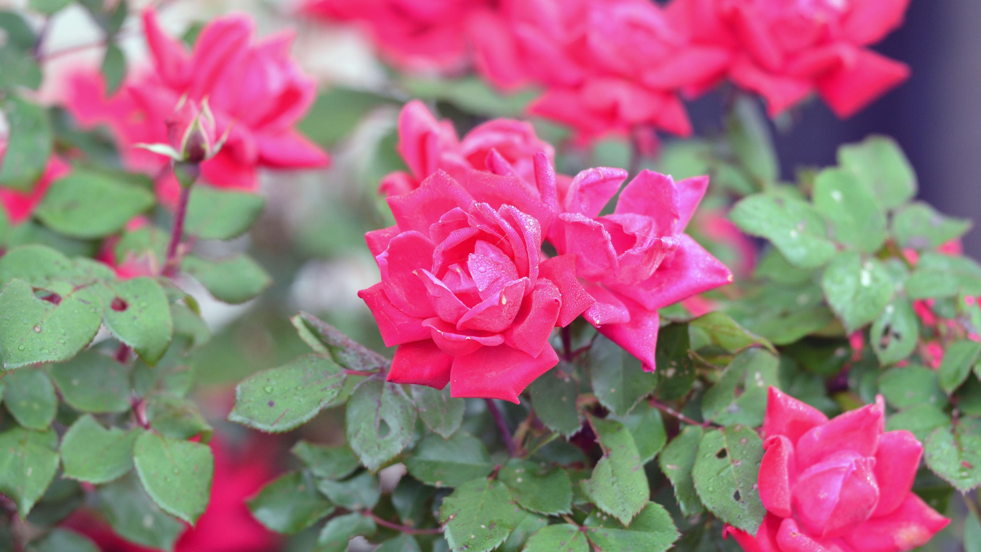 Pruning Knock Out Roses How To Trim Knock Out Roses Gardening Know How