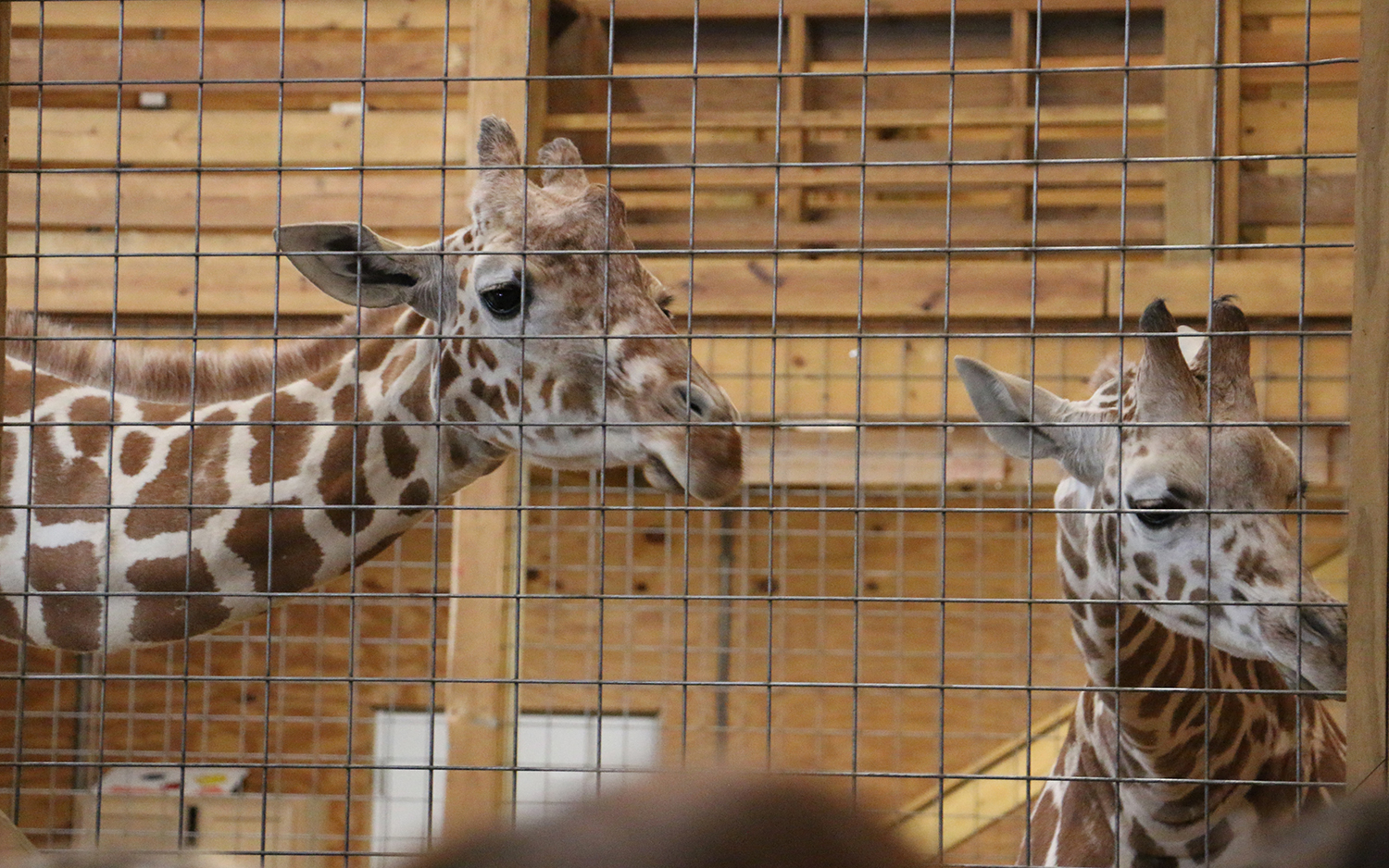 The name of the young giraffe, Tajiri, means &ldquo;hope&rdquo; or &ldquo;confidence&rdquo; in Swahili.