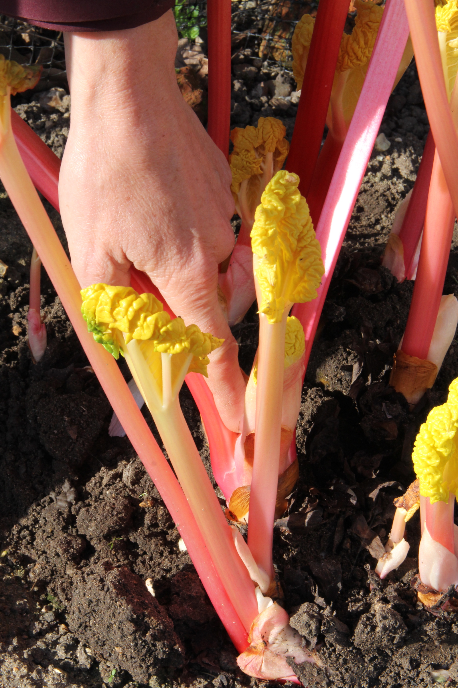 Forced rhubarb how to force rhubarb and crop pieplant early Homes